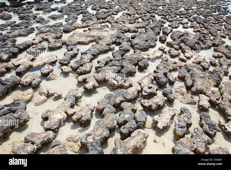 Cyanobacteria fossil hi-res stock photography and images - Alamy