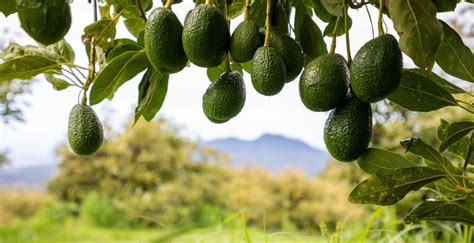 Tené siempre una palta a mano podrás hacer todo esto Selecciones