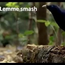 Lemme Smash Part 1 Song Lyrics And Music By Incept Arranged By