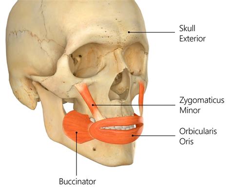 Zygomaticus Minor Muscle Origin Insertion Function Exercise