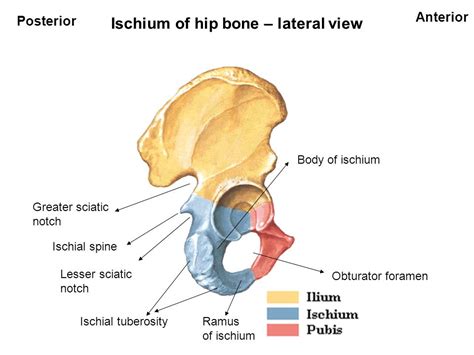 Bones Of Lower Limb By Dr N Satyanarayana Bones Of Lower Limb Hip