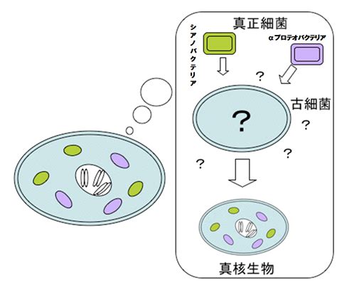 真核生物の起源