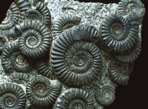 Ammonite Fossils Photograph By Sinclair Stammers Fine Art America