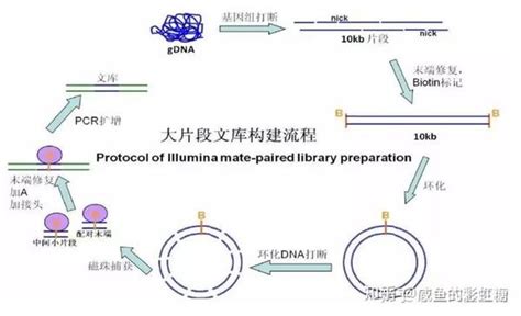 【分子生物学】dna操作技术汇总 知乎