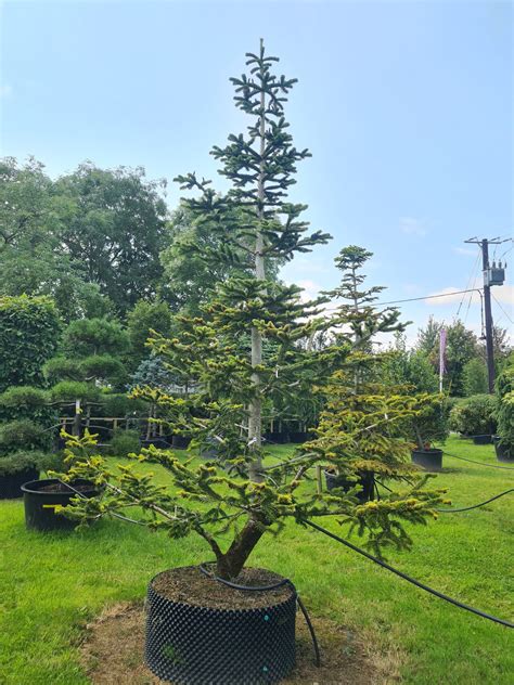 Abies Nordmanniana Specimen Caragh Nurseries