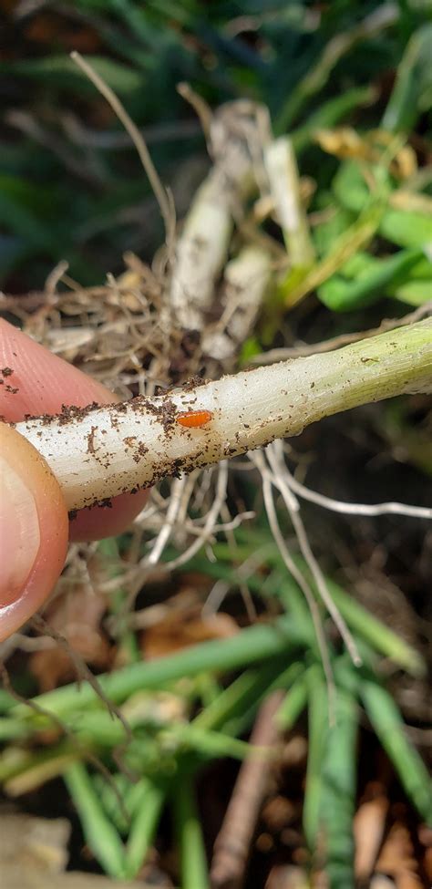 Allium pests: small red worm or maggot : r/gardening