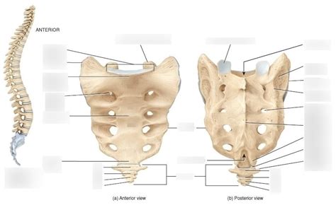 Sacrum Diagram | Quizlet