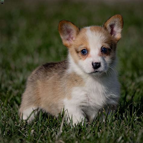 Maddy - Pembroke Welsh Corgi Puppy For Sale in Pennsylvania