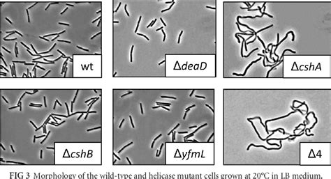 Figure 3 From Dead Box Rna Helicases In Bacillus Subtilis Have Multiple