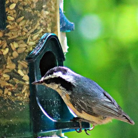 The Best Bird Feeder Camera