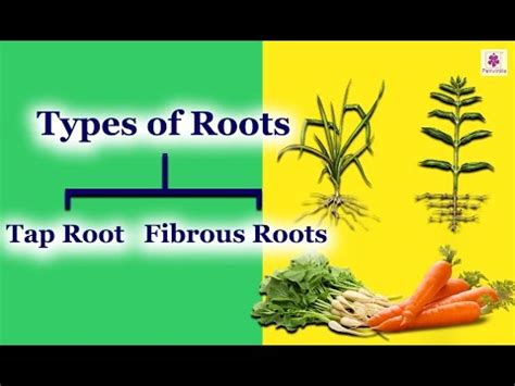 Taproot vs. Fibrous Root: 17 Key Differences, Examples