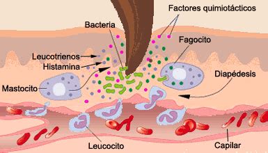 Patolog A Evolucion De La Inflamacion Aguda