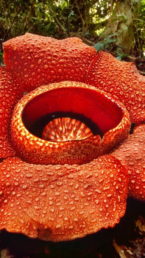 Rafflesia Arnoldii La Fleur La Plus Grande Du Monde Vid O