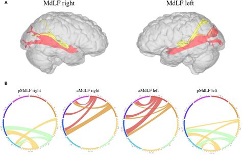 Medial Longitudinal Fasciculus Anatomy