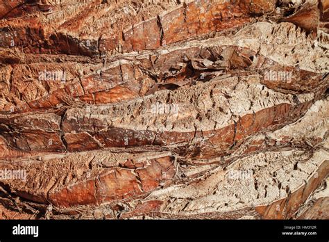 Texture Of Palm Tree Bark Natural Background Stock Photo Alamy