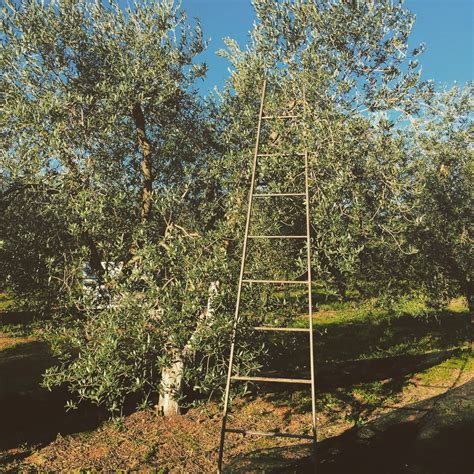 Olive Farm – travelteachlove