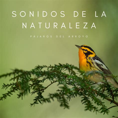 Naturaleza Traviesa Song And Lyrics By Masajes Spa Sonidos Naturales