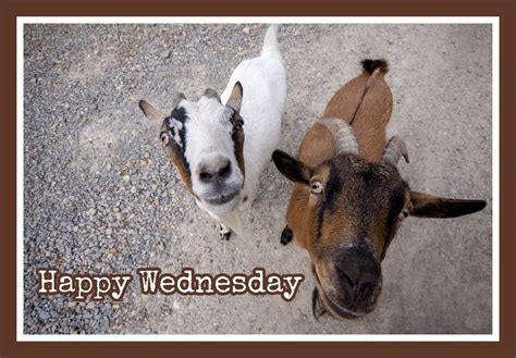 Happy Wednesday | Happy wednesday, Happy, Animals