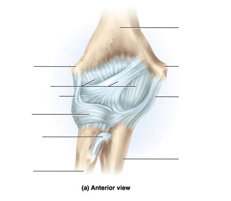 Elbow Joint Diagram Quizlet