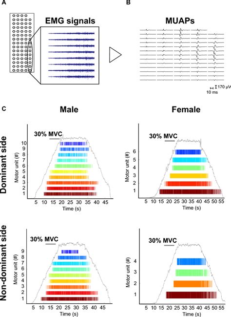 Representative Images Of High Density Surface Electromyogram Emg