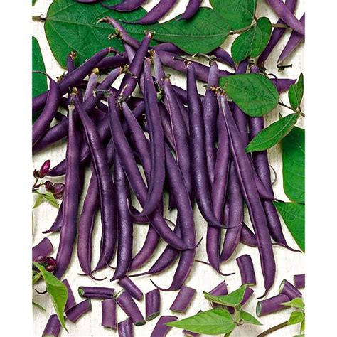 Haricot Nain Filet Mangetout Amethyst Graines Baumaux