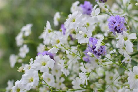 Baby Breath Flower Meaning - Flower Meaning