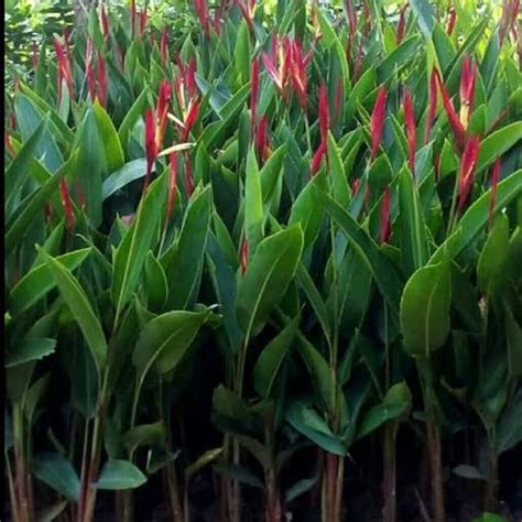 Jual Tanaman Hias Heliconia Di Lapak Restu Bunda Flora Bukalapak