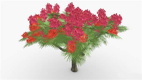 3D Delonix Regia TurboSquid 2229324