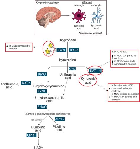Sex And Suicide Specific Alterations In The Kynurenine Pathway In The Anterior Cingulate Cortex