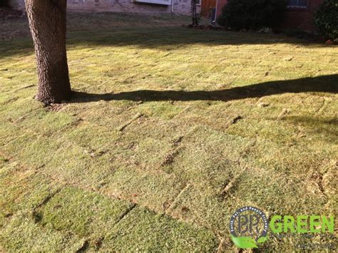 Emerald Zoysia Sod Installation | BR Green