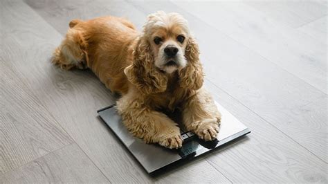 Preventing Obesity In Dogs A Guide To Healthy Weight Management