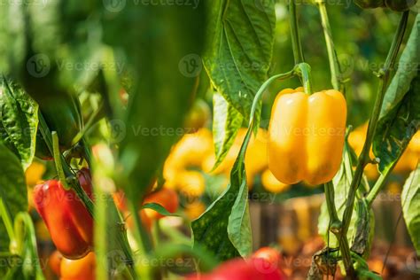 Yellow bell pepper plant growing in organic garden 12852548 Stock Photo ...