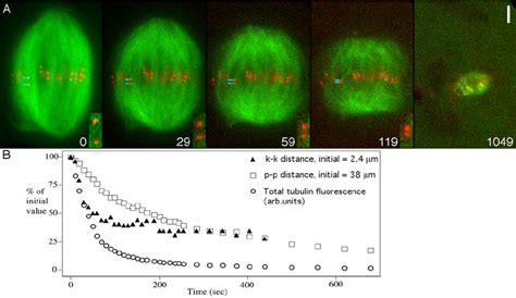 Rapid Microtubule Depolymerization By Using Nocodazole Cycled Spindles