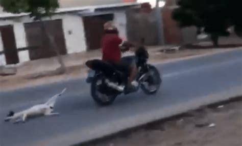 Cão é amarrado pela pata e arrastado por moto em Floresta PE Blog do