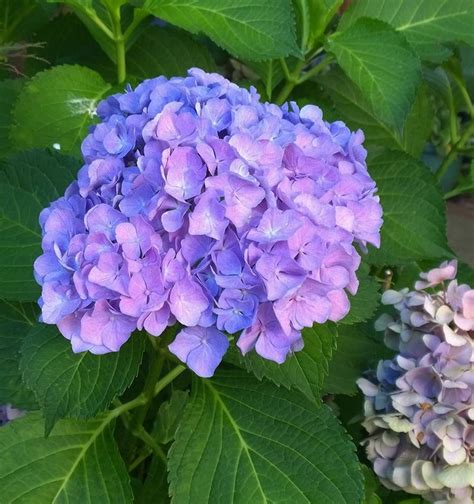 Endless Summer Hydrangea | Endless summer hydrangea, Summer hydrangeas, Flowers