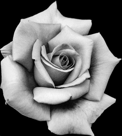 Pin By AnimE Designer On From Ipad Realistic Rose Tattoo Rose Flower