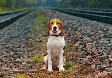 Perro Triste En El Ferrocarril En Otoño Día Lluvioso Sabueso Estonio 2023