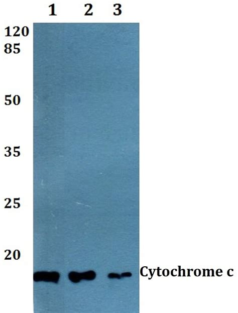 Cytochrome C Antibody (PA5-86131)