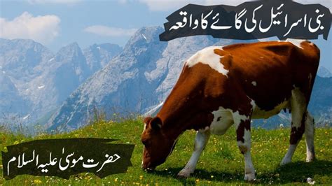 The Story Of The Cow Of Bani Israel Bani Israel Ki Gaye Ka Wakya