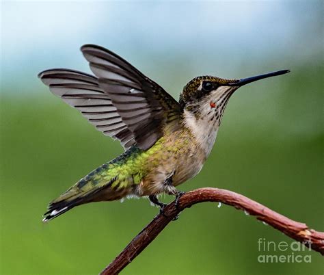 Ruby-throated Hummingbird Showing First Sign Of Ruby-Red Throat ...