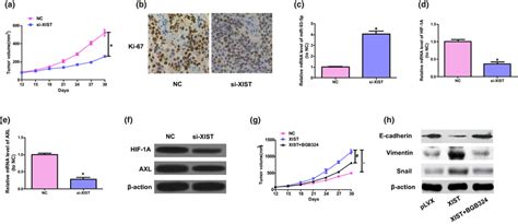 Xist Advances Cell Growth Of Colorectal Cancer By In Vivo Axl