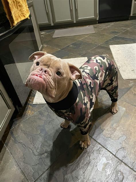 'Stealin' a Pizza Your Heart' Pitbull Pajamas – Pittie Clothing Co.