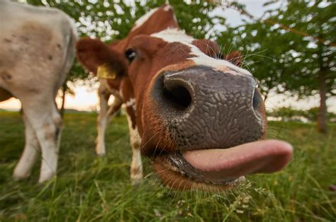 Do cow farts cause global warming? The explanation you’ll never forget ...