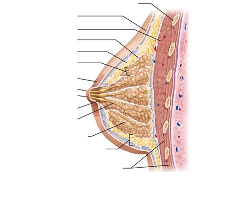 Mammary Gland Diagram Quizlet