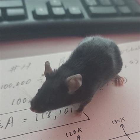 Why does my mouse bite? More in comments : r/PetMice