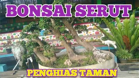 BONSAI PENGHIAS TAMAN RUMAH MAKAN WARUNG GIZI JEMBER YouTube