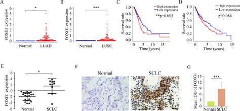 Foxg Regulates The Proliferation And Apoptosis Of Human Lung Cancer