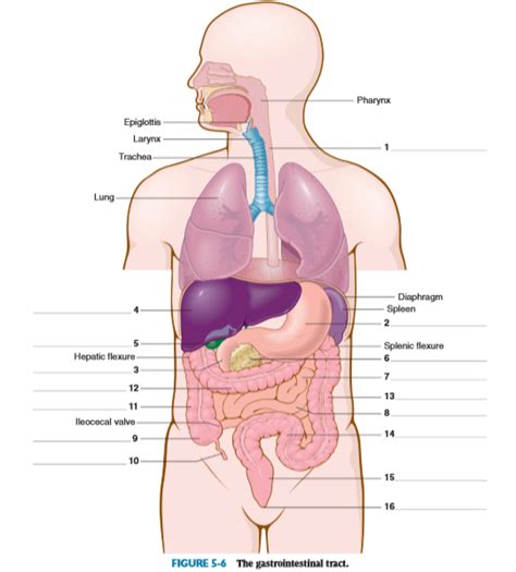 U Digestive System Diagram Quizlet