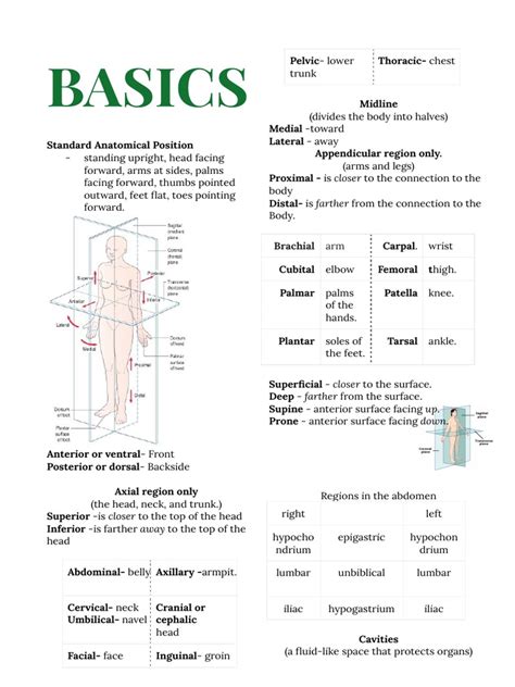 BASICS OF ANATOMICAL TERMS AND DISEASE | PDF | Anatomical Terms Of ... 