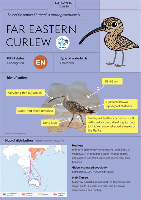 Far Eastern Curlew - Eaaflyway